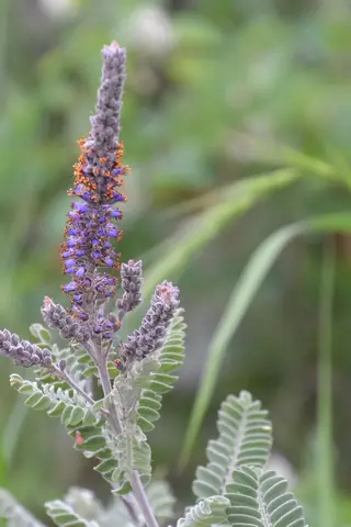 Leadplant (Amorpha canescens), mature form