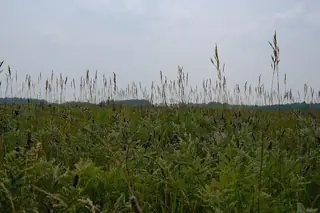 Leadplant