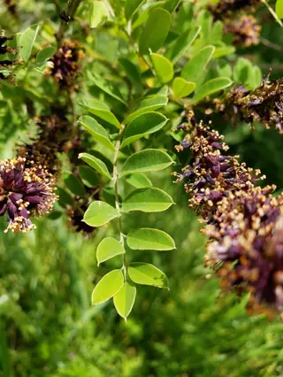 Leadplant / false indigo bush (Amorpha fruticosa), bloom