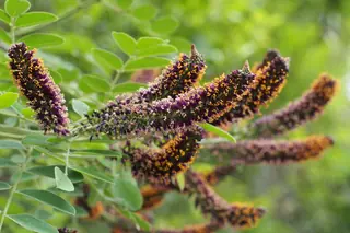 Leadplant / false indigo bush (Amorpha fruticosa), mature form