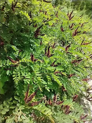 Leadplant / false indigo bush