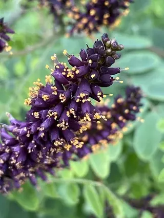 Leadplant / false indigo bush (Amorpha fruticosa), foliage