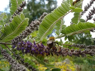 Dwarf wild indigo (Amorpha nana), fall color