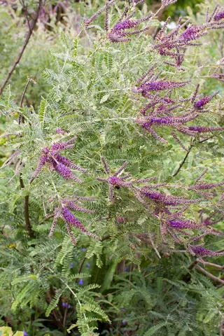 Dwarf wild indigo (Amorpha nana), bloom