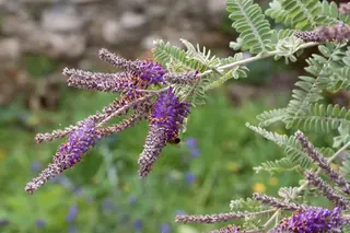 Dwarf wild indigo (Amorpha nana), habit