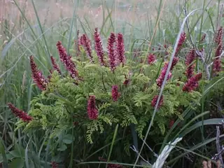 Dwarf wild indigo