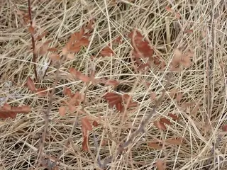 Dwarf wild indigo (Amorpha nana), foliage
