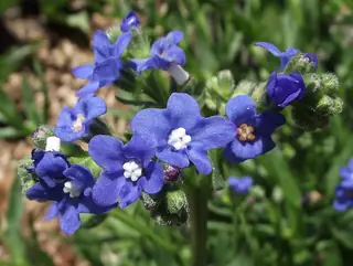 Cape Forget-Me-Not (Anchusa capensis), bloom
