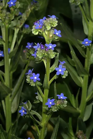 Cape Forget-Me-Not (Anchusa capensis), foliage