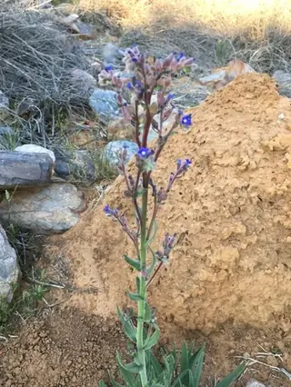 Cape Forget-Me-Not (Anchusa capensis), mature form