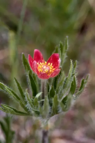 Pacific Windflower (Anemone multifida), fall color