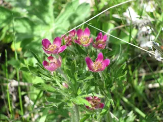 Pacific Windflower