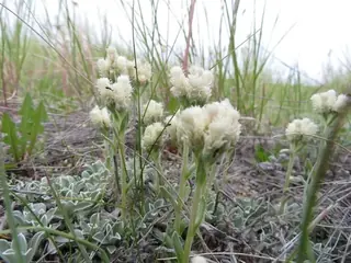 Small-leaf pussytoes (Antennaria parvifolia), mature form