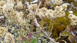 Small-leaf pussytoes (Antennaria parvifolia), foliage