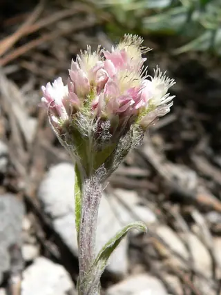 rosy pussytoes (Antennaria rosea), foliage