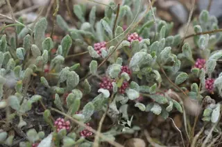rosy pussytoes (Antennaria rosea), mature form