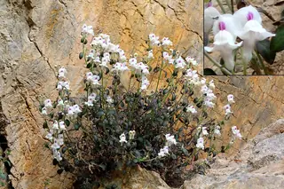 DREW'S FOLLY Hardy Snapdragon (Antirrhinum sempervirens 'P020S'), bloom