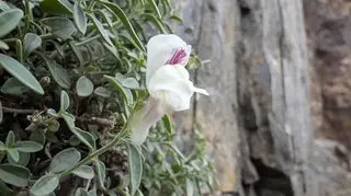DREW'S FOLLY Hardy Snapdragon (Antirrhinum sempervirens 'P020S'), foliage