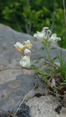 DREW'S FOLLY Hardy Snapdragon (Antirrhinum sempervirens 'P020S'), mature form