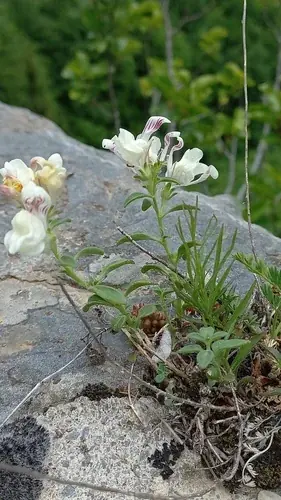 DREW'S FOLLY Hardy Snapdragon