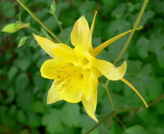 Golden Columbine (Aquilegia chrysantha), bloom