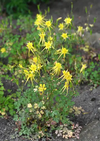 Golden Columbine (Aquilegia chrysantha), mature form