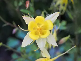 Golden Columbine (Aquilegia chrysantha), fall color