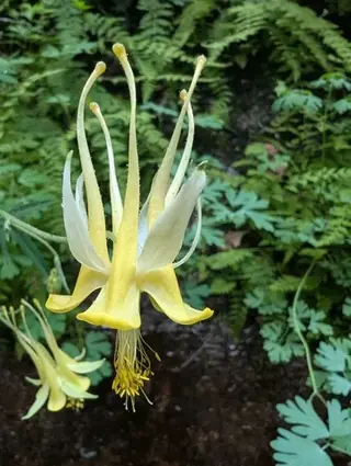 Golden Columbine (Aquilegia chrysantha), foliage