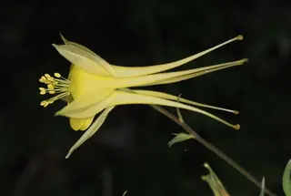 Golden Columbine (Aquilegia chrysantha), habit