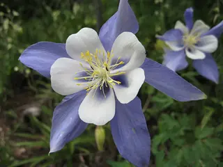 Rocky Mountain Columbine (Aquilegia coerulea), foliage