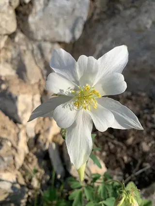 Rocky Mountain Columbine (Aquilegia coerulea), mature form