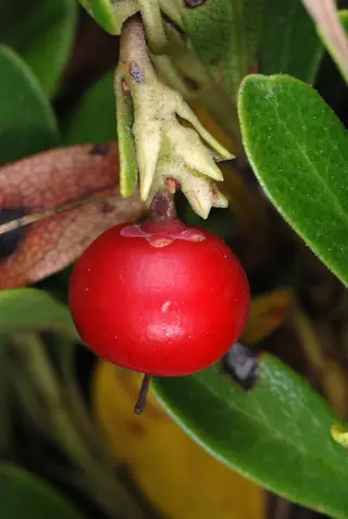 Kinnikinnick / bearberry (Arctostaphylos uva-ursi), mature form
