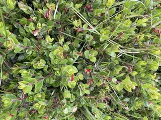 Kinnikinnick / bearberry