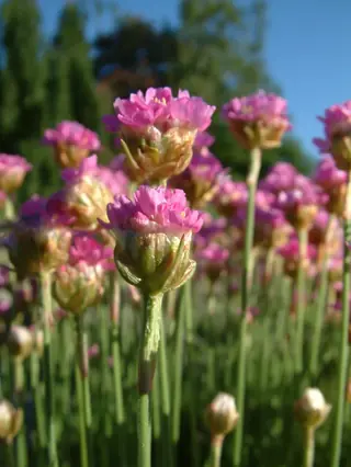 sea thrift (Armeria maritima), bloom