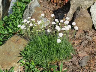 sea thrift (Armeria maritima), mature form