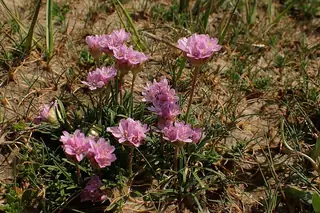 sea thrift (Armeria maritima), foliage