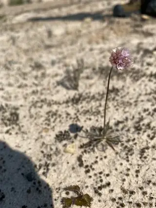 sea thrift (Armeria maritima), fall color