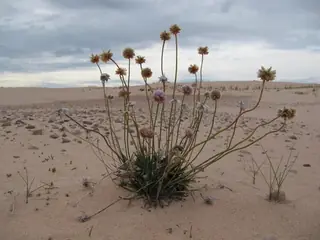 sea thrift
