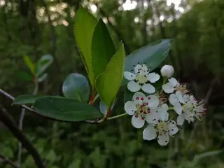 Black chokeberry (Aronia melanocarpa), habit