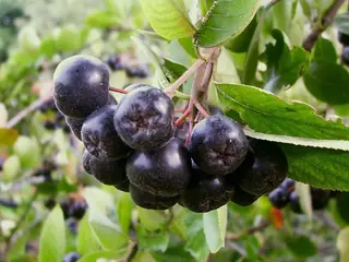 Black chokeberry (Aronia melanocarpa), fall color