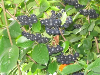 Black chokeberry (Aronia melanocarpa), mature form