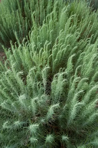 Sand sagebrush (Artemisia filifolia), bloom