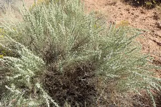 Sand sagebrush (Artemisia filifolia), mature form