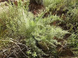 Sand sagebrush (Artemisia filifolia), foliage