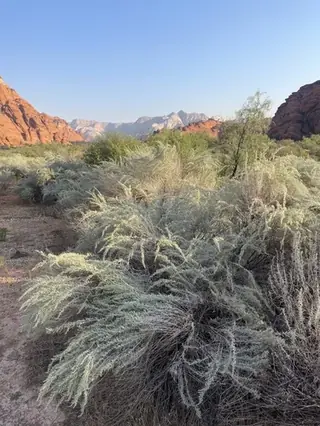 Sand sagebrush