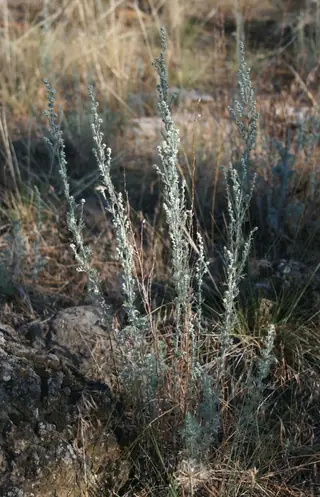 Fringed Sage (Artemisia frigida), bloom