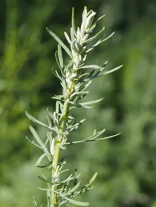 Fringed Sage (Artemisia frigida), fall color
