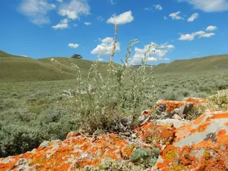 Fringed Sage (Artemisia frigida), mature form
