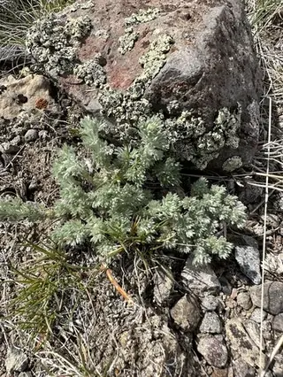 Fringed Sage (Artemisia frigida), foliage