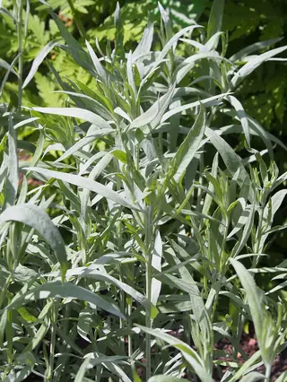 Prairie Sage (Artemisia ludoviciana), mature form